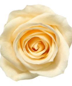 Rose stabilizzate mini cm 3.5 color champagne – confezione 12 pz